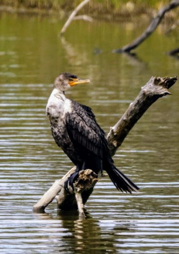 Double-crested Cormorant - Joe  Terry