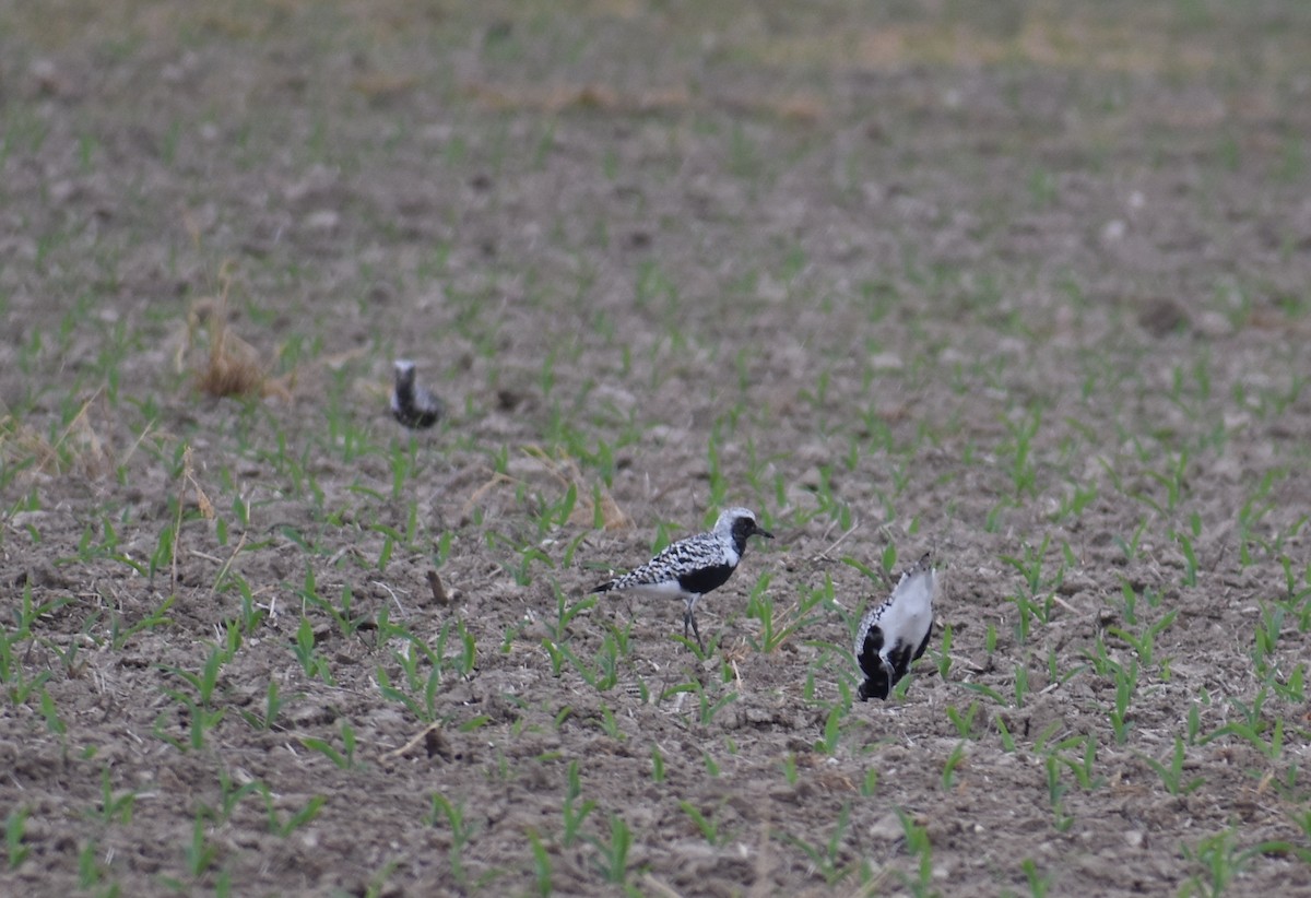 Black-bellied Plover - Sheryl Johnson