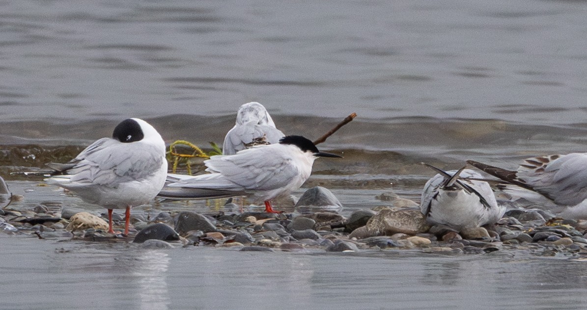 Roseate Tern - Jay McGowan