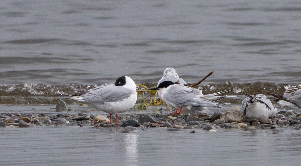 Roseate Tern - Jay McGowan