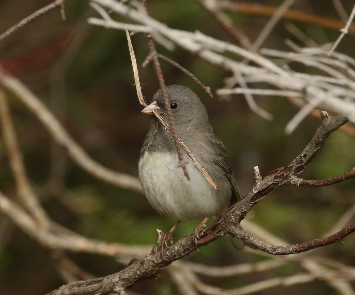 Dark-eyed Junco - Denise  McIsaac