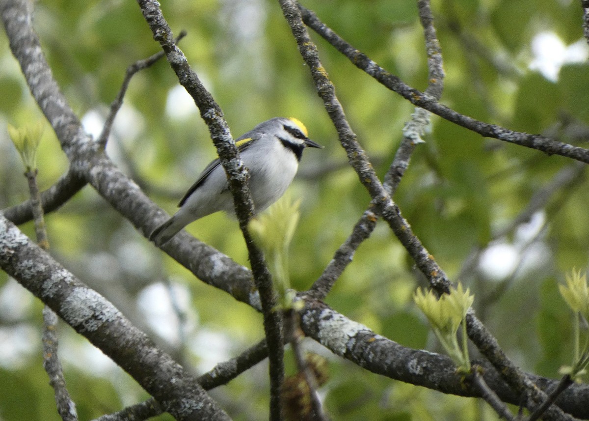 Golden-winged Warbler - Jon D. Erickson