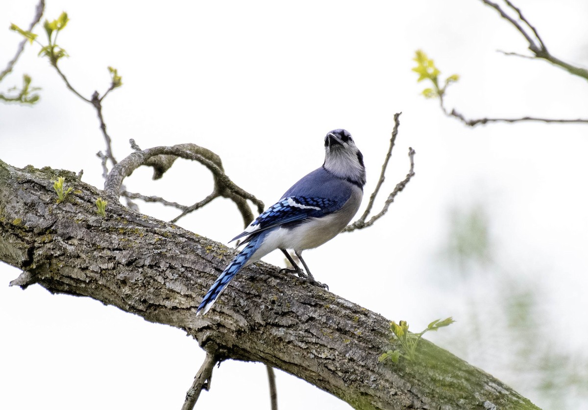 Blue Jay - Estela Quintero-Weldon