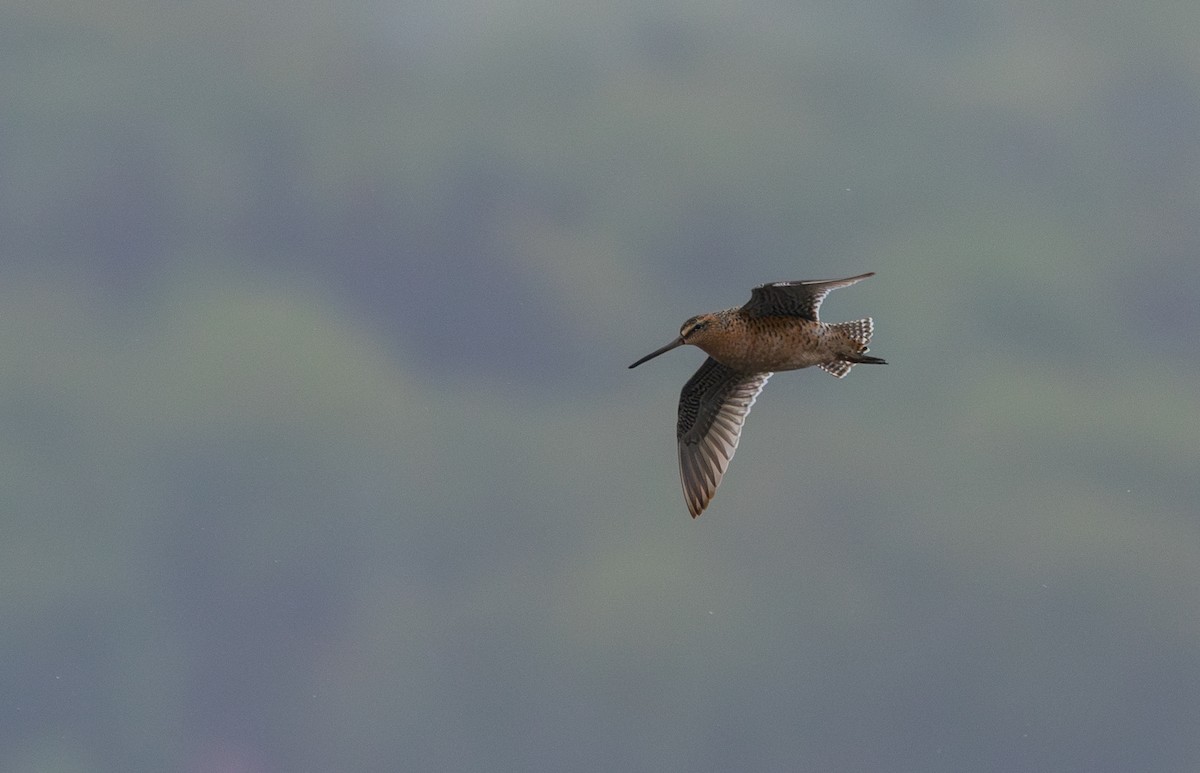 Short-billed Dowitcher (hendersoni) - Jay McGowan