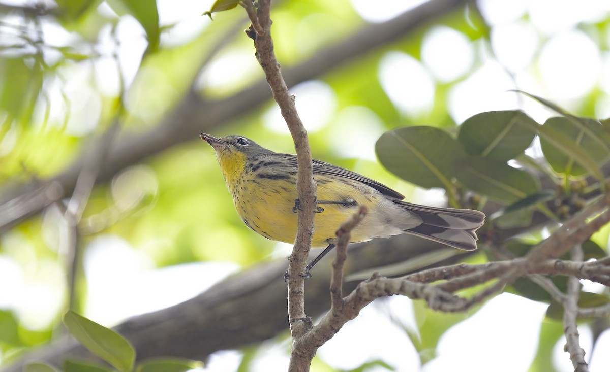 Kirtland's Warbler - Anonymous