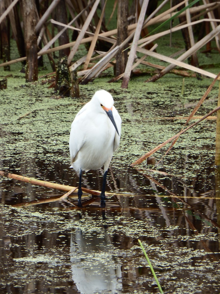 Snowy Egret - Maria Cobarruvias