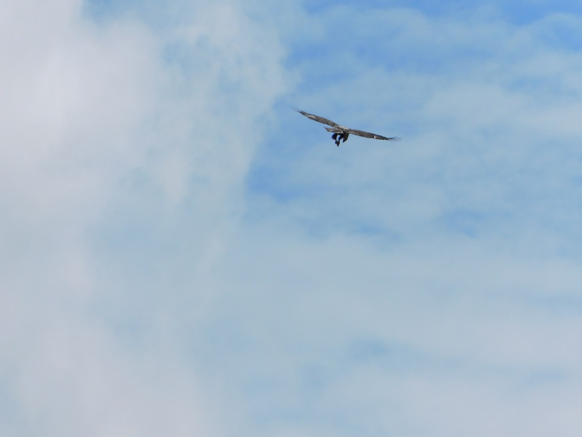 Bald Eagle - Meeting Place Group