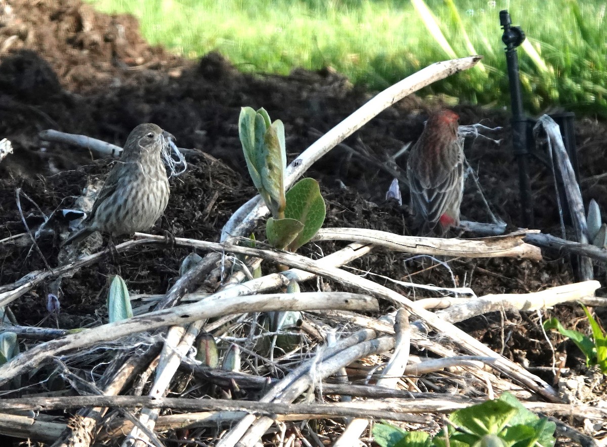 House Finch - ML618790398