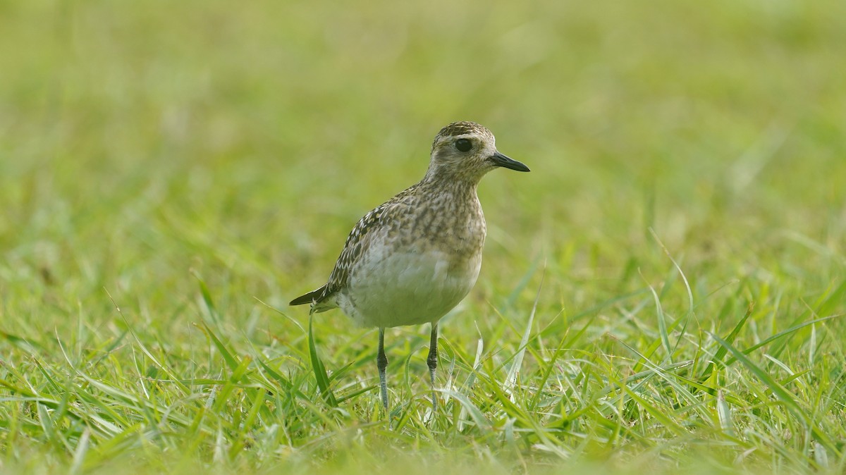 Pacific Golden-Plover - 父島 迷鳥