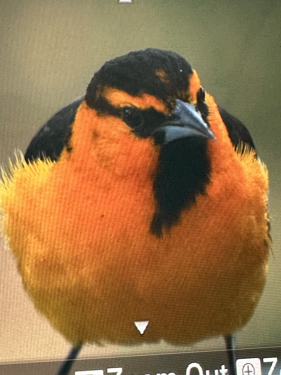 Bullock's Oriole - Gak Stonn