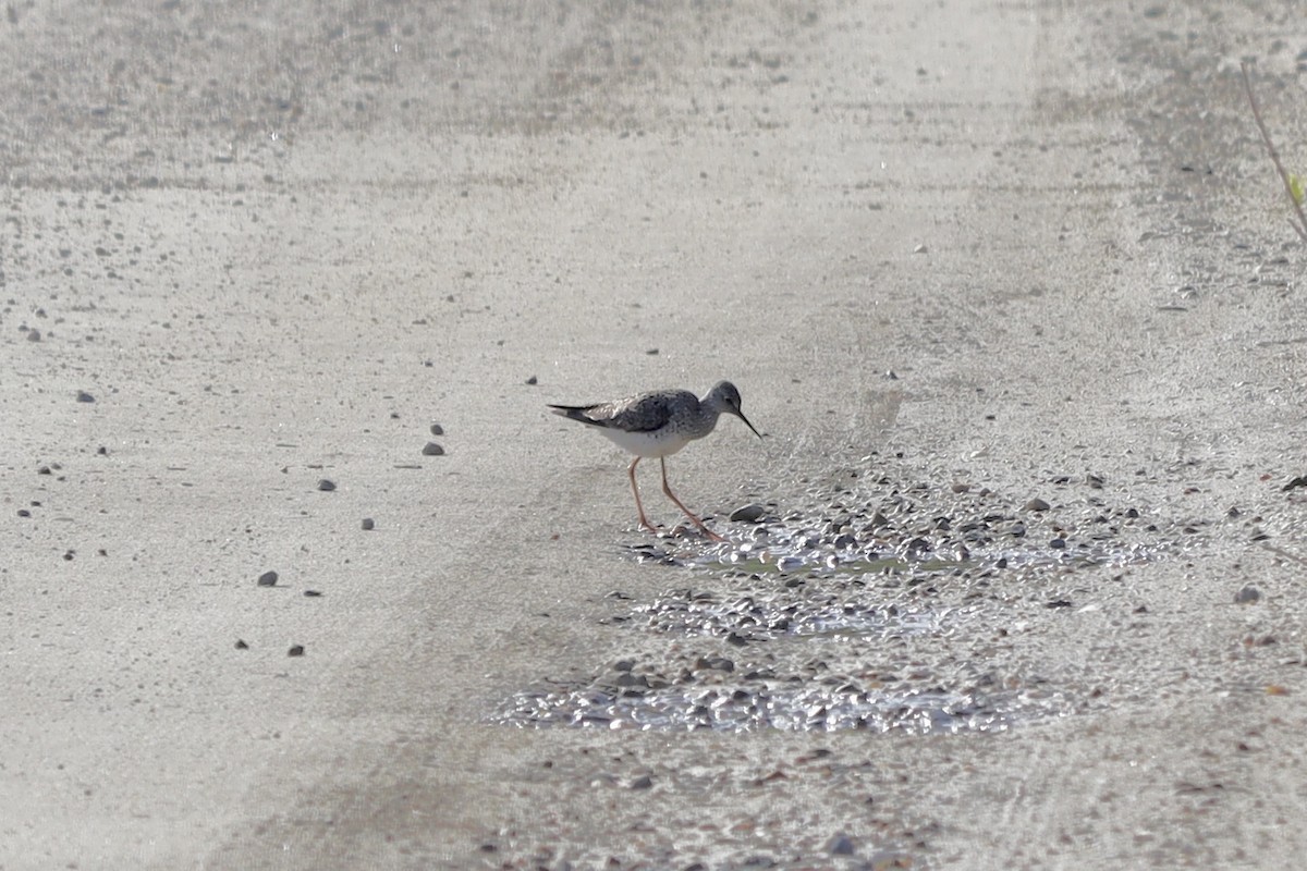 Küçük Sarıbacak - ML618790414