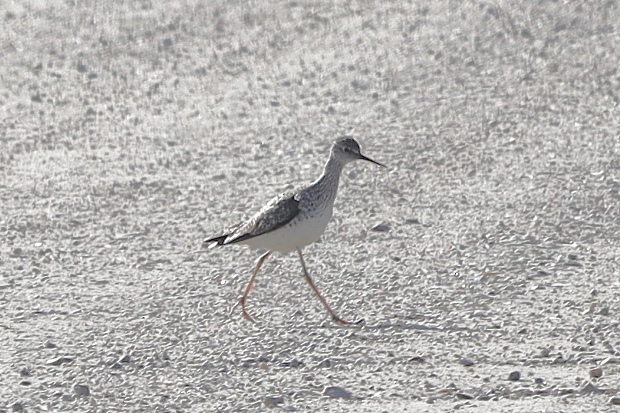 Küçük Sarıbacak - ML618790415