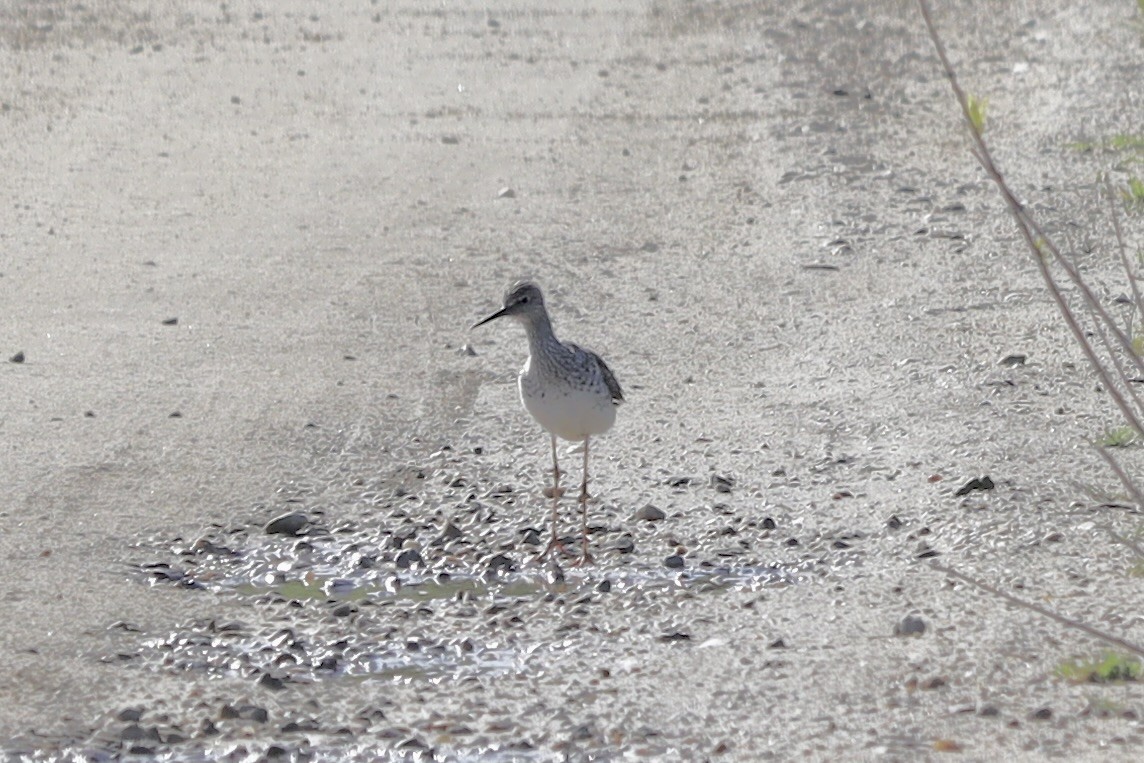 Küçük Sarıbacak - ML618790416