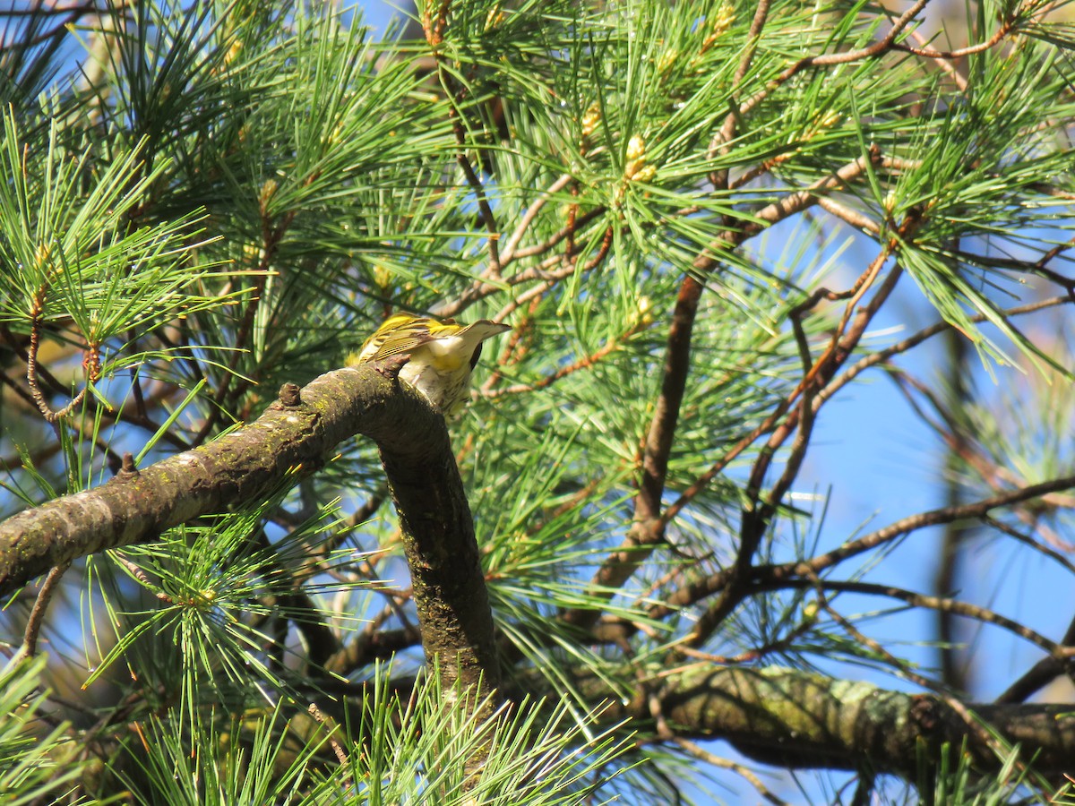 Cape May Warbler - ML618790437