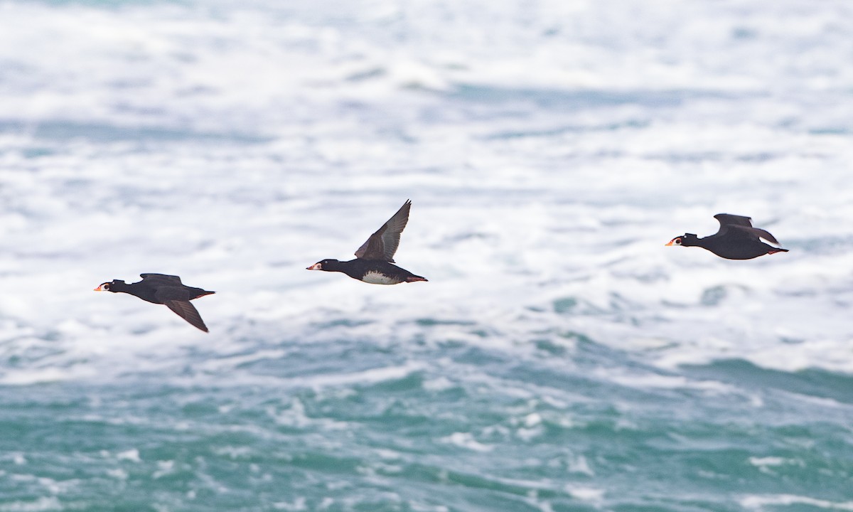 Surf Scoter - ML618790458