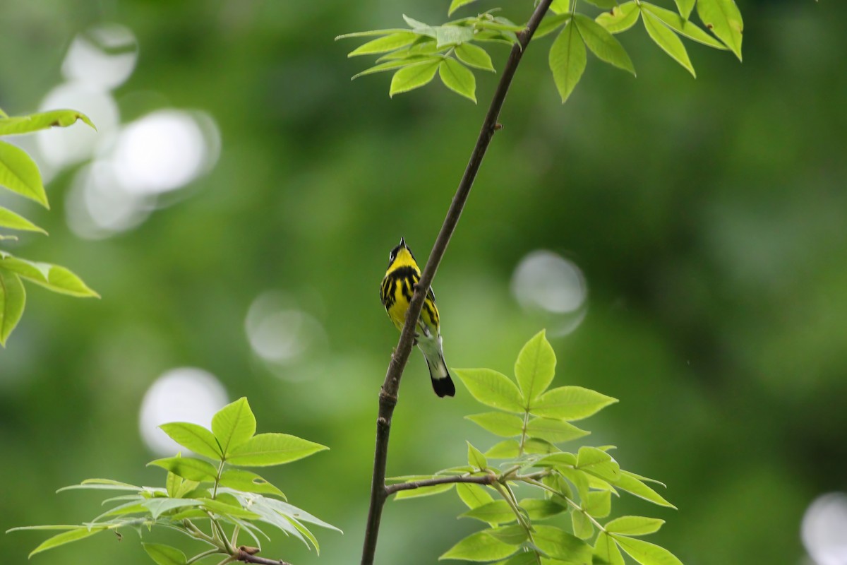 Magnolia Warbler - Melissa Ludwig