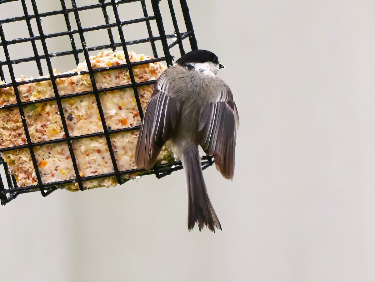 Black-capped Chickadee - ML618790463