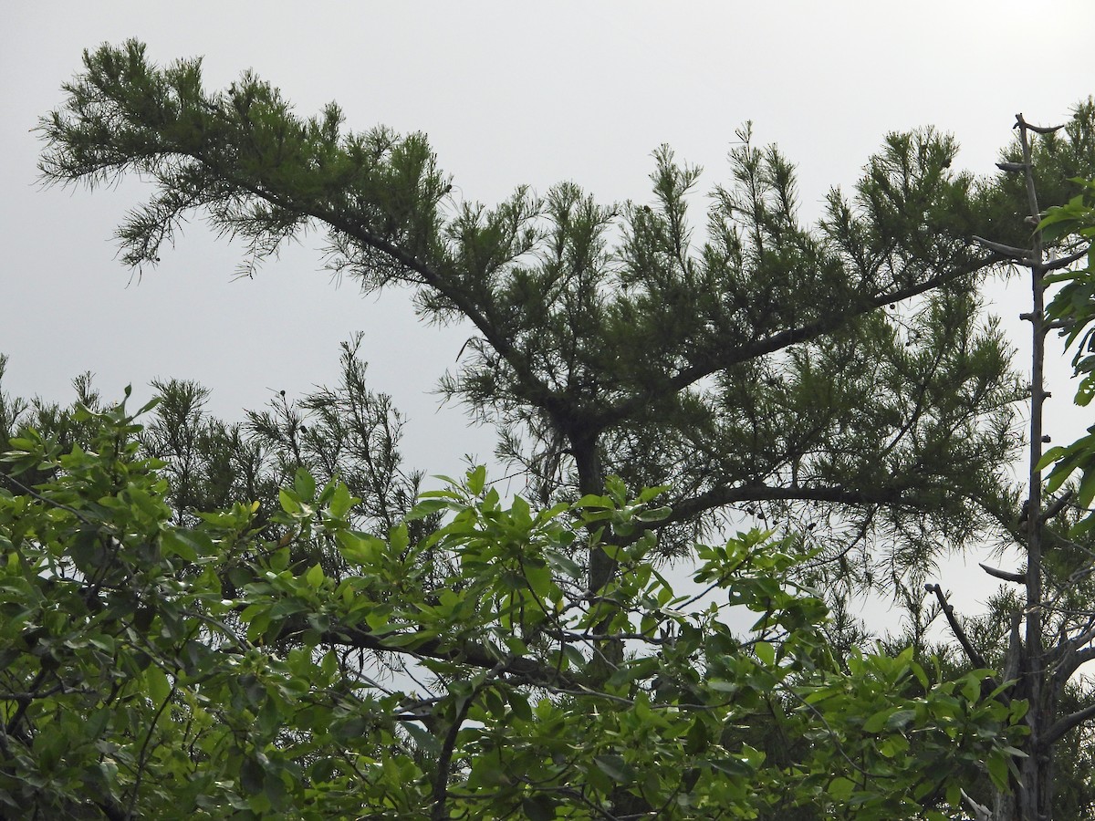 Swallow-tailed Kite - Jennifer Coulson