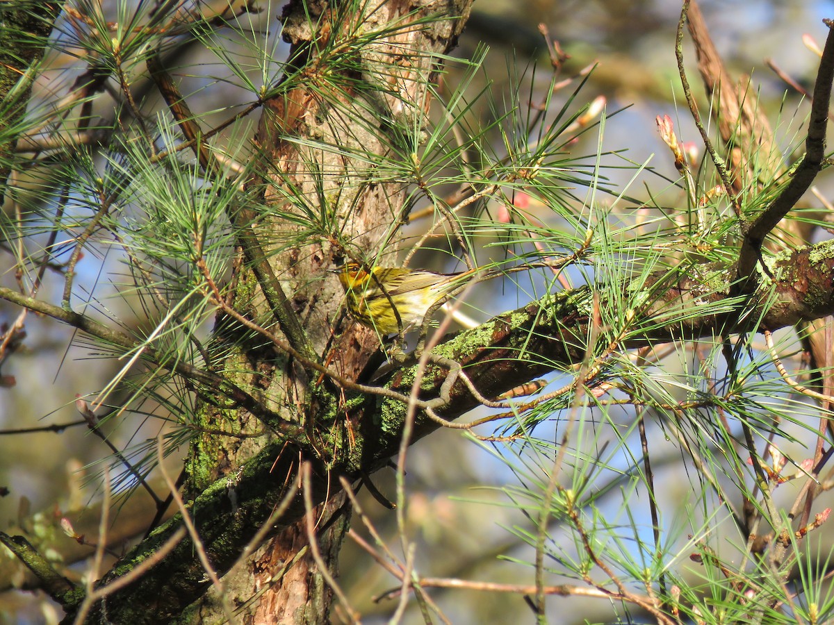 Cape May Warbler - ML618790475