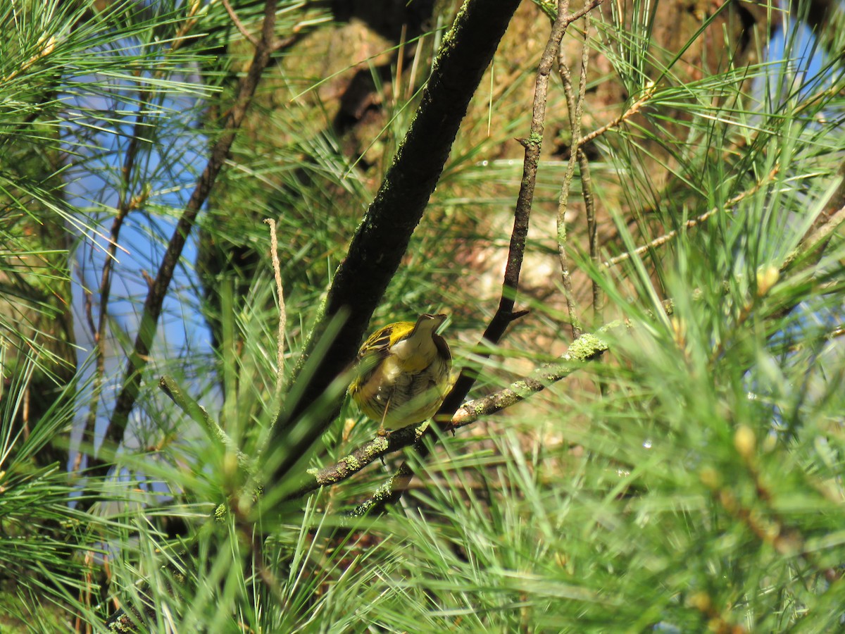 Cape May Warbler - ML618790492