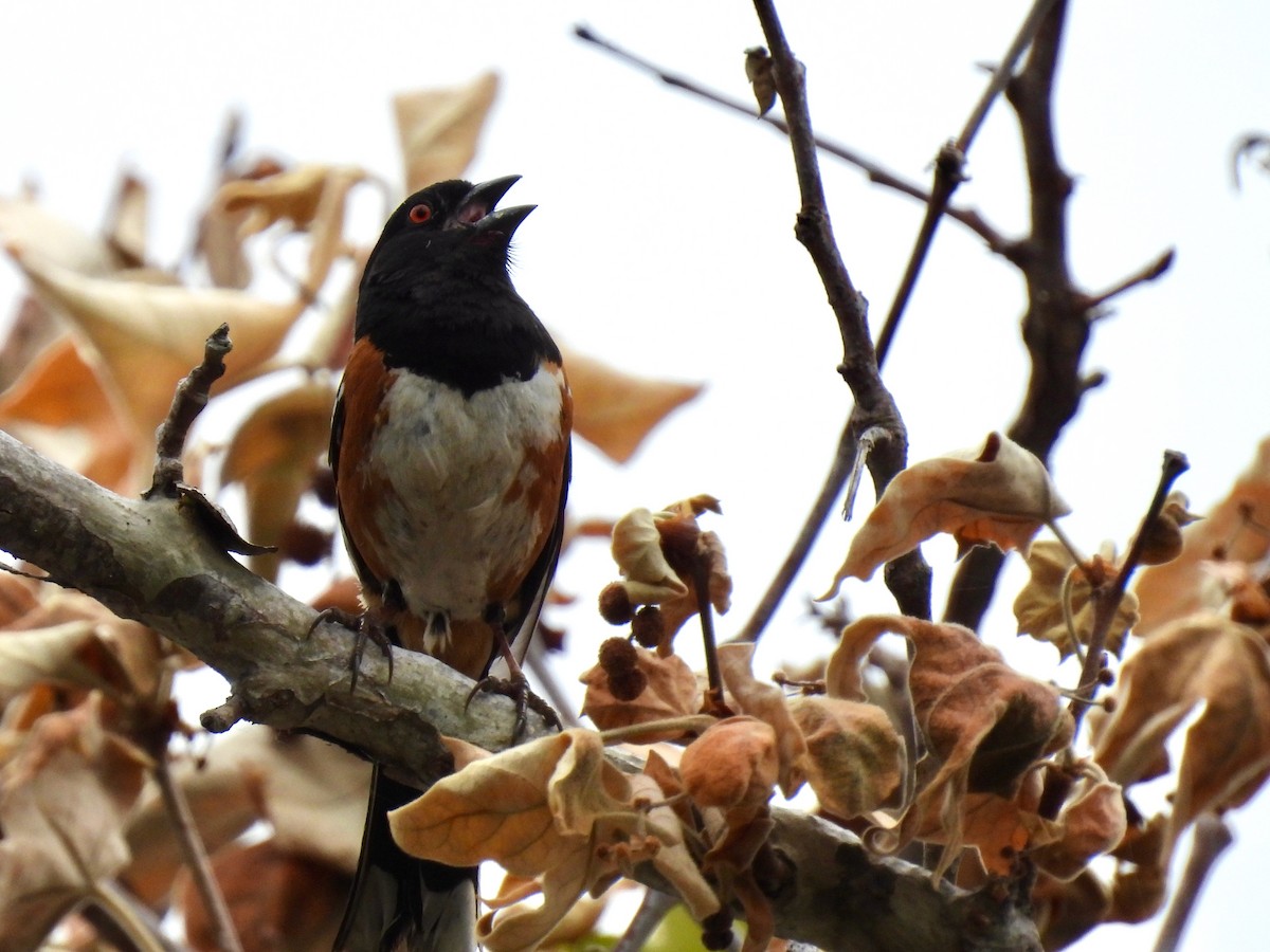 Spotted Towhee - Martha Wild