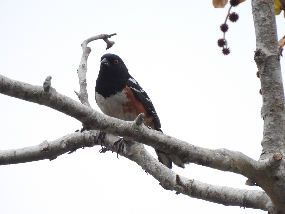 Spotted Towhee - Martha Wild