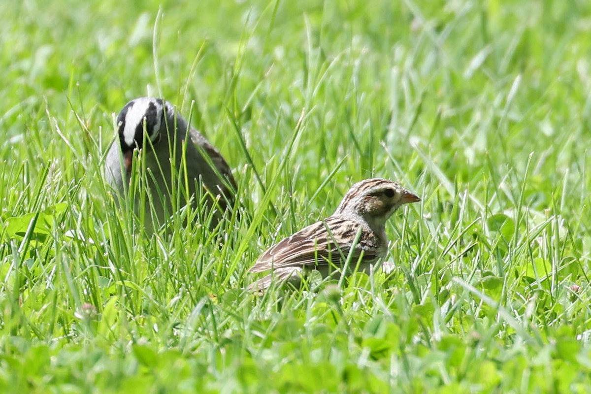 Clay-colored Sparrow - Garrett Lau