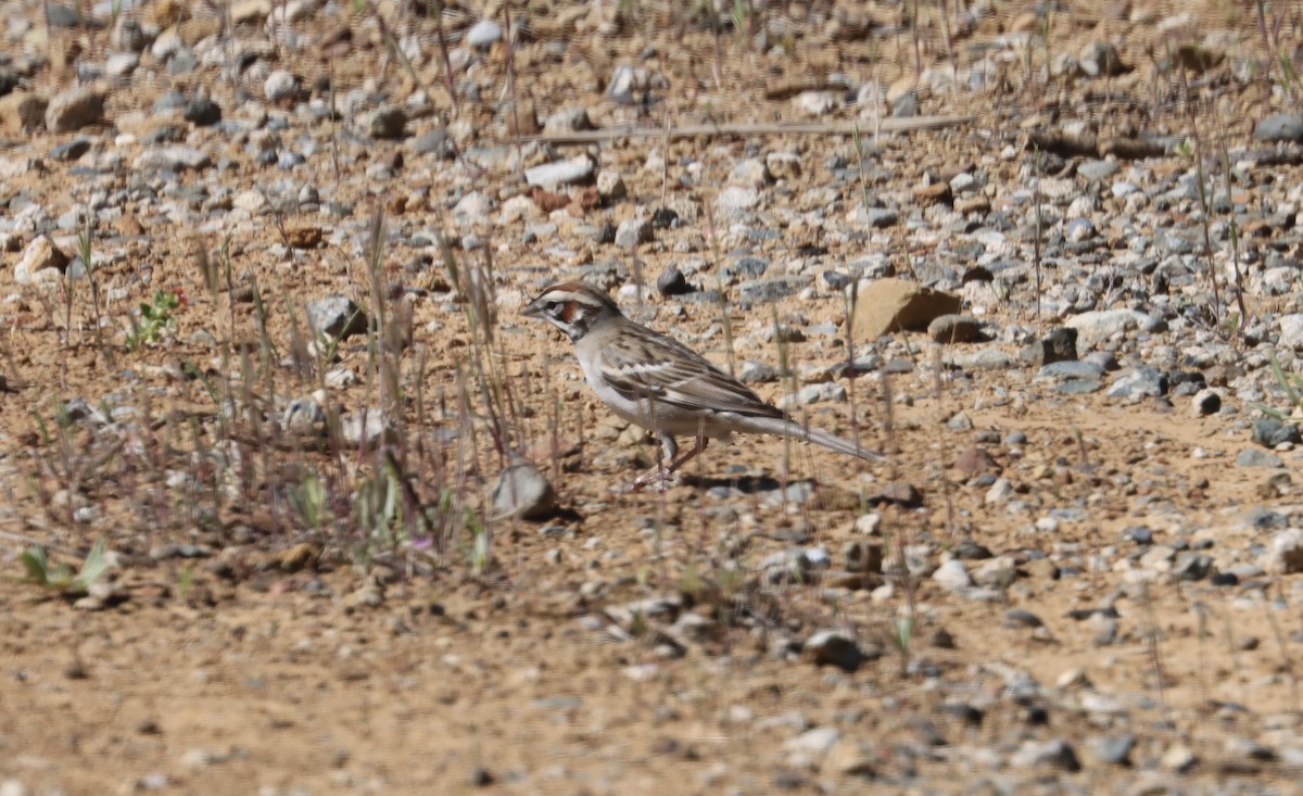 Lark Sparrow - Douglas Hall