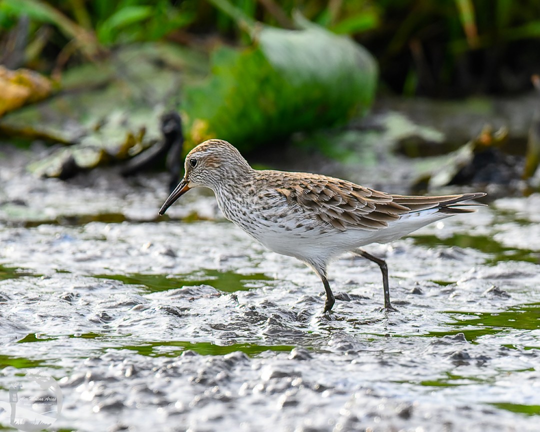 White-rumped Sandpiper - Alex Molina