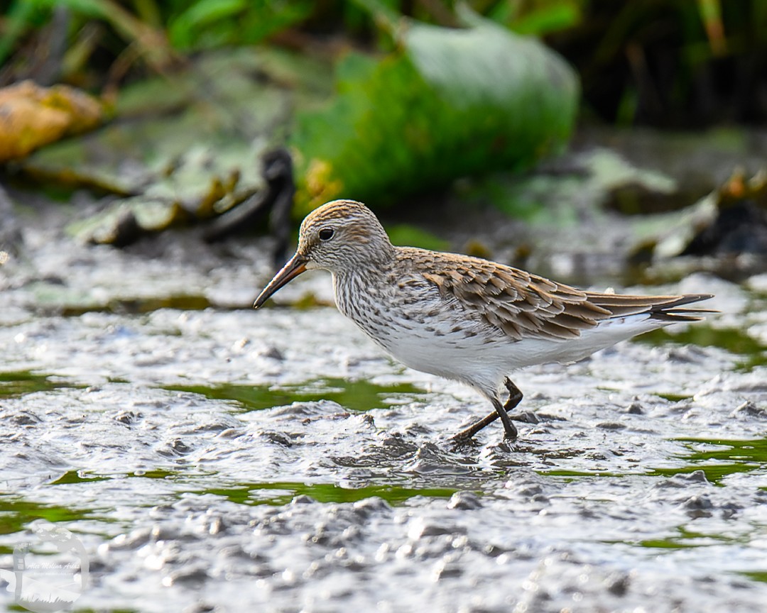 White-rumped Sandpiper - Alex Molina