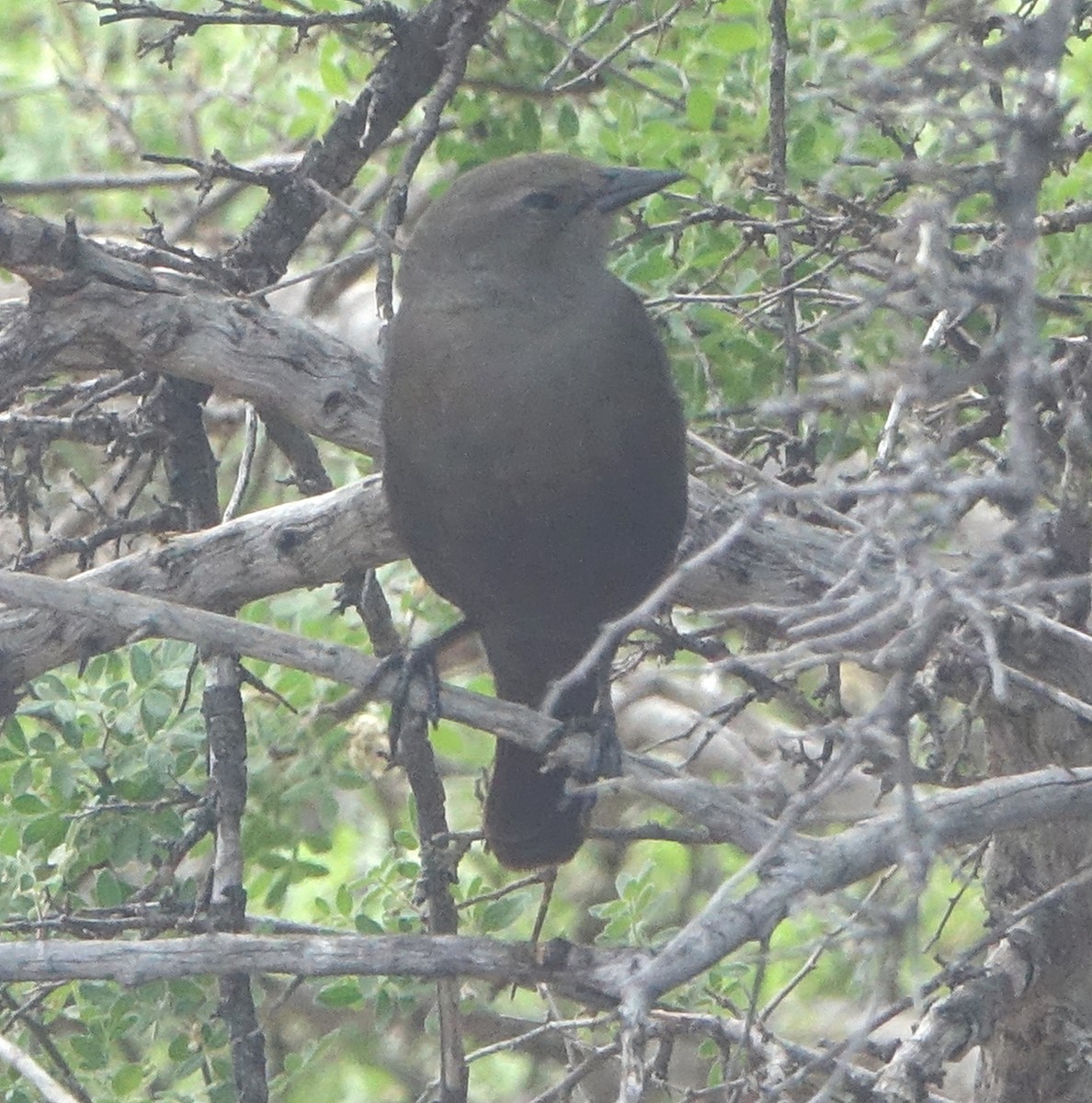 Brewer's Blackbird - Carolyn Ohl, cc