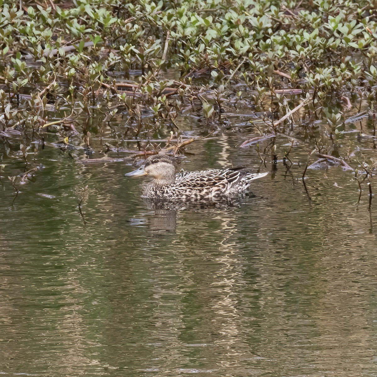 Green-winged Teal - Gary Rosenberg