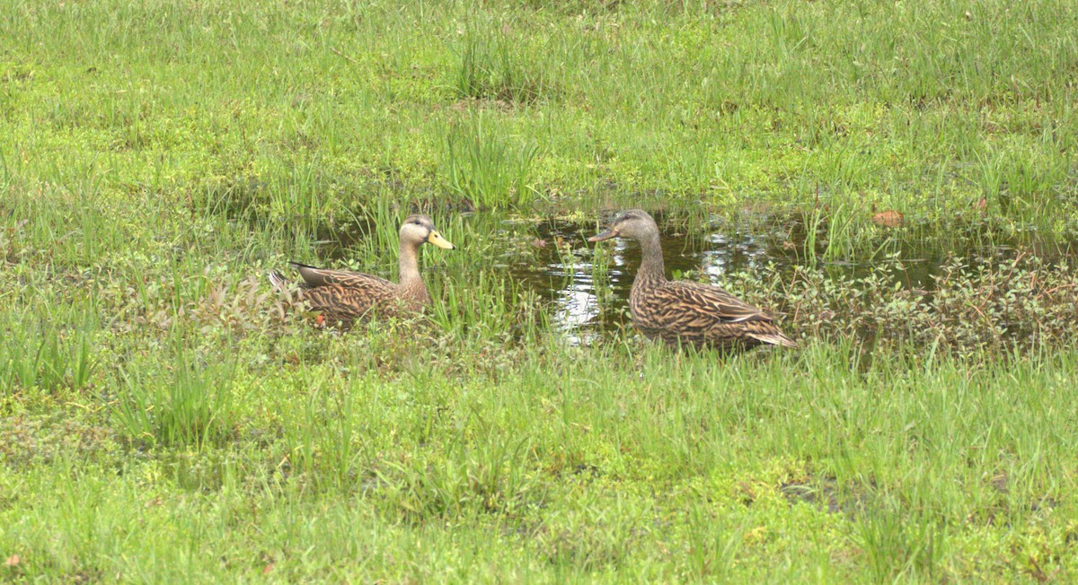 Mallard x Mottled Duck (hybrid) - Randy Kochel