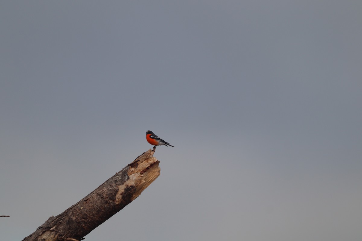 Flame Robin - Alex Bonner