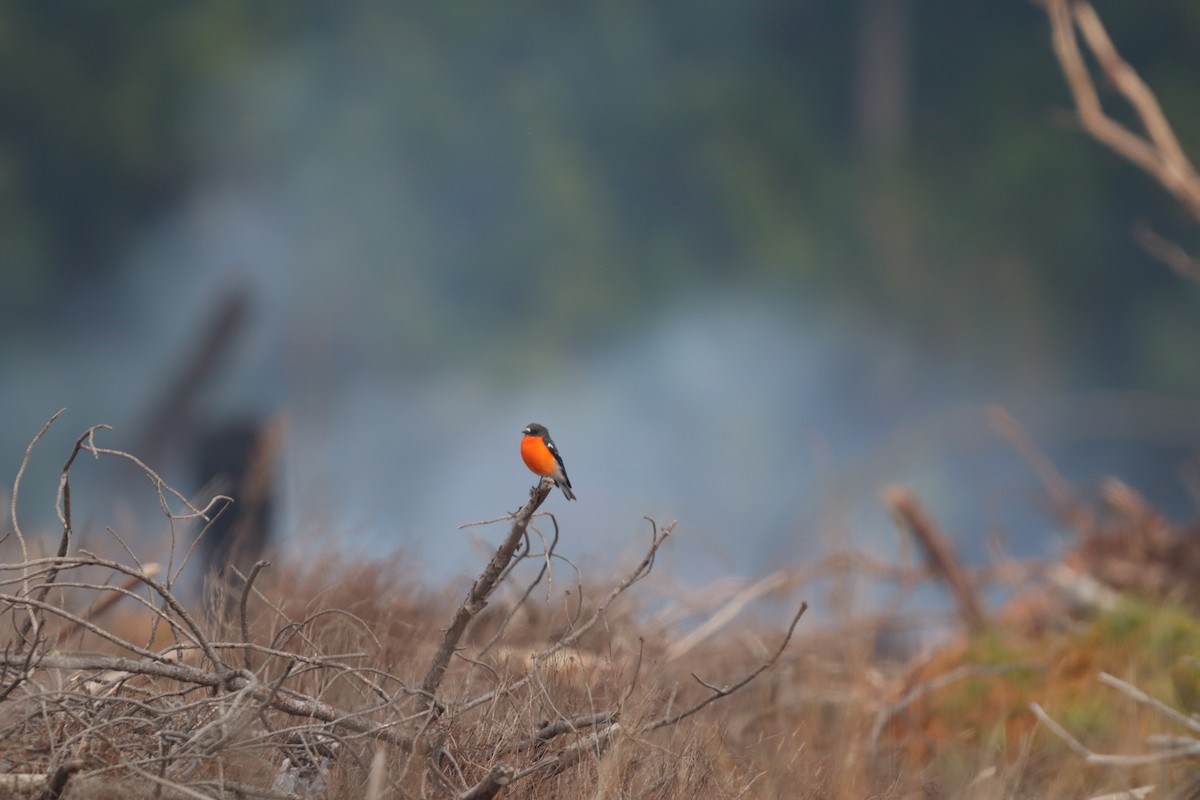 Flame Robin - Alex Bonner