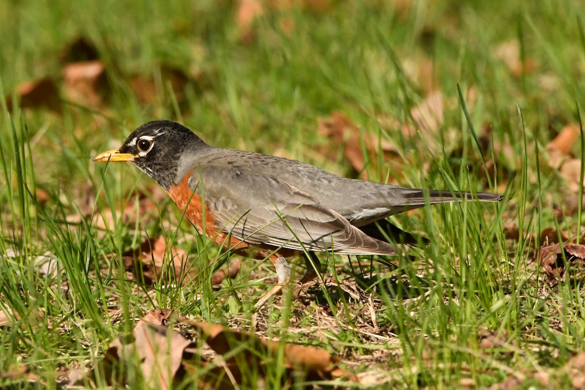 American Robin - Penguin Iceberg