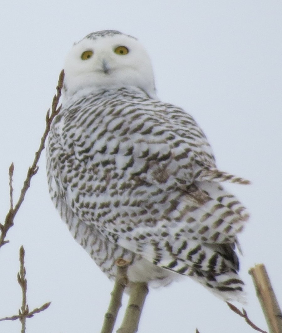 Snowy Owl - Jeffrey C and Teresa B Freedman