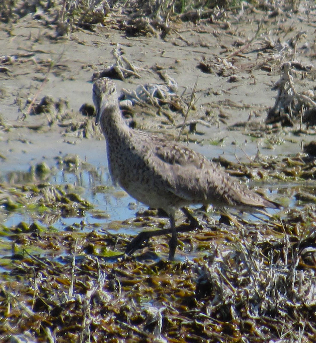 Willet - Julie  Michael