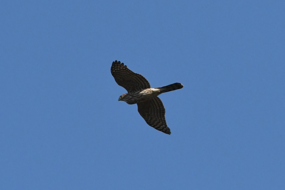 Cooper's Hawk - Penguin Iceberg