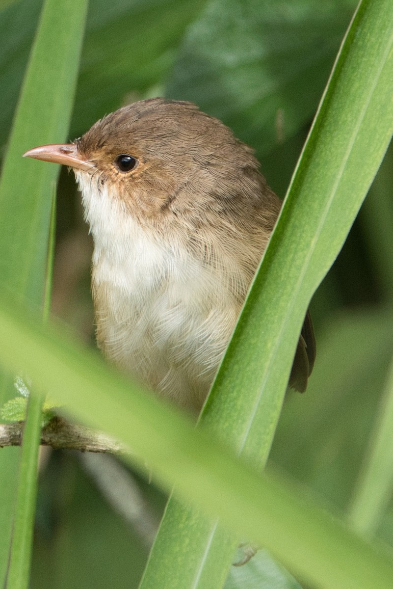 Red-backed Fairywren - ML618790671