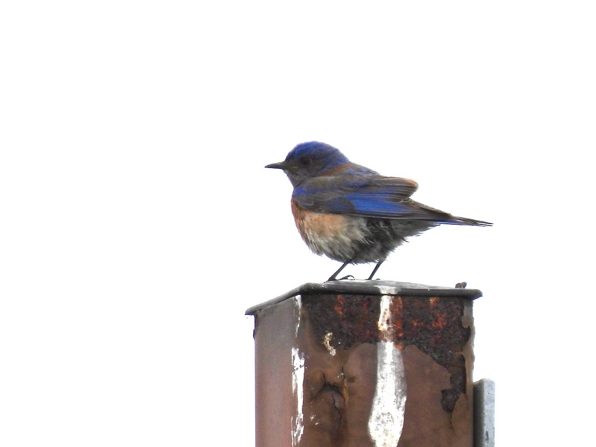 Western Bluebird - Martha Wild