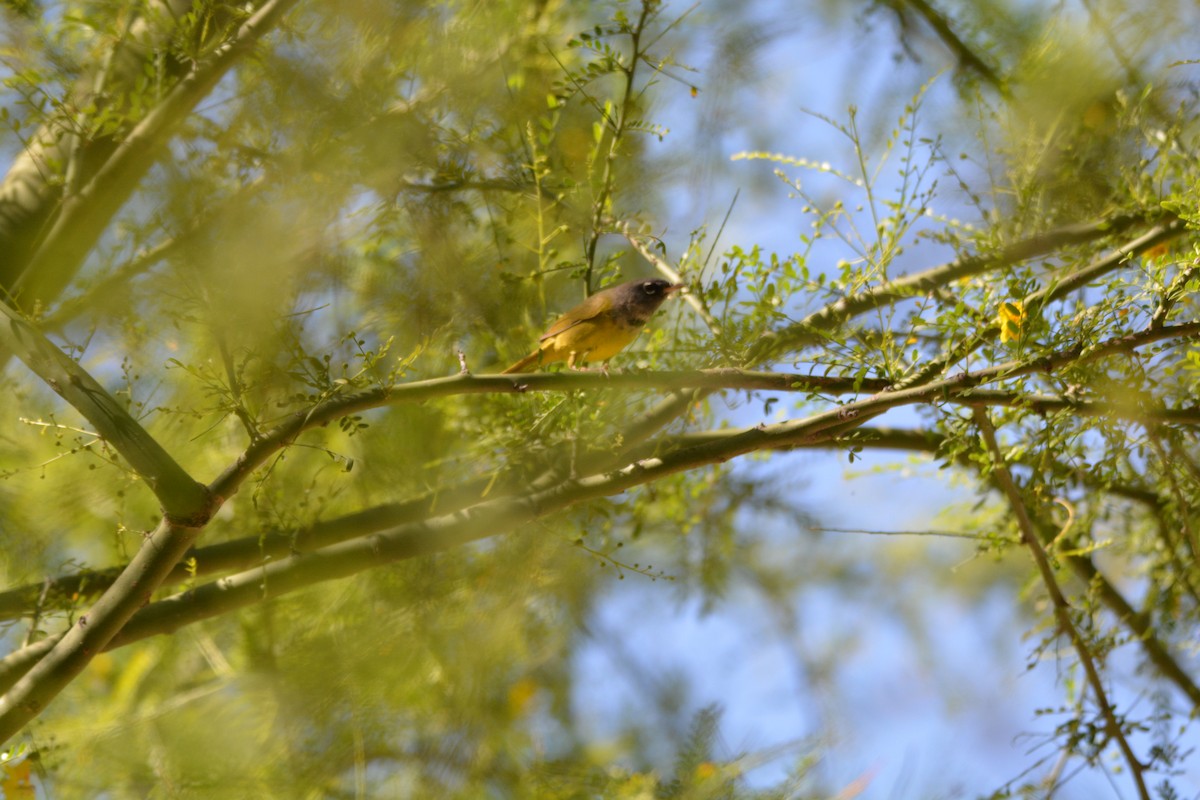 MacGillivray's Warbler - Jason Schuminski