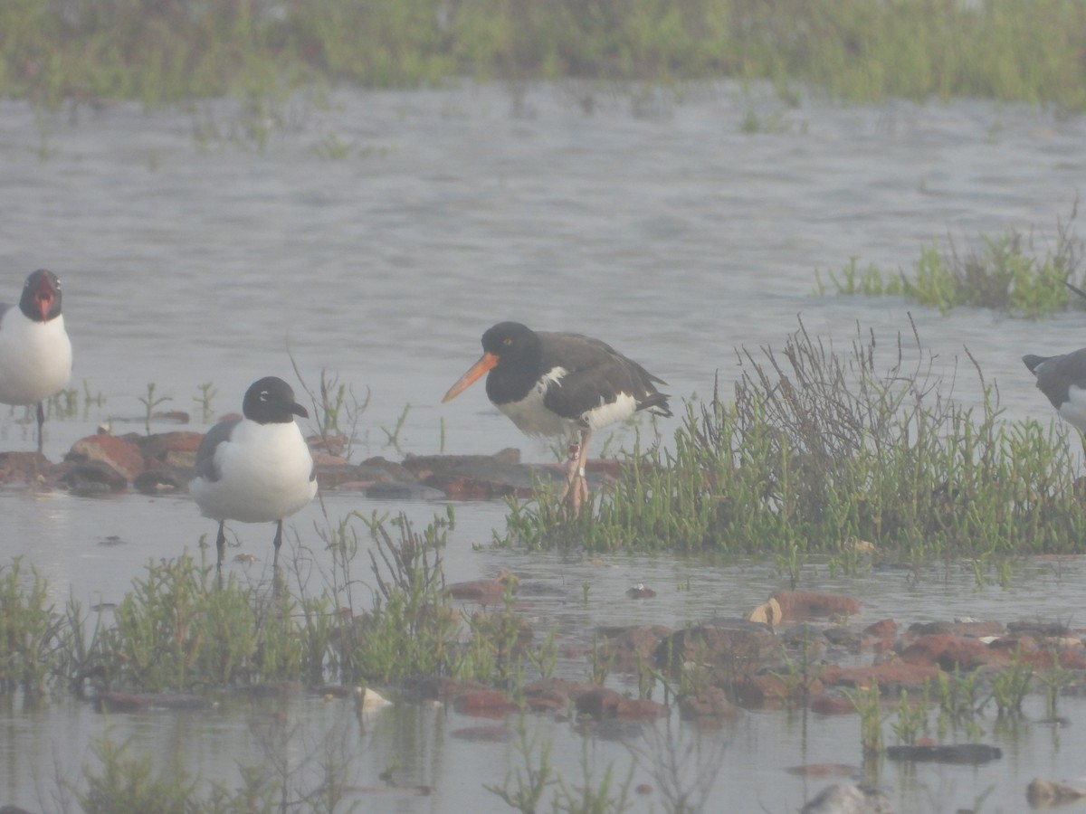 American Oystercatcher - ML618790693