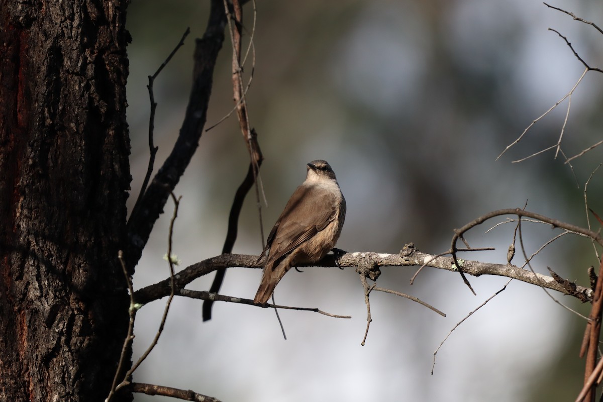 Brown Treecreeper - ML618790697