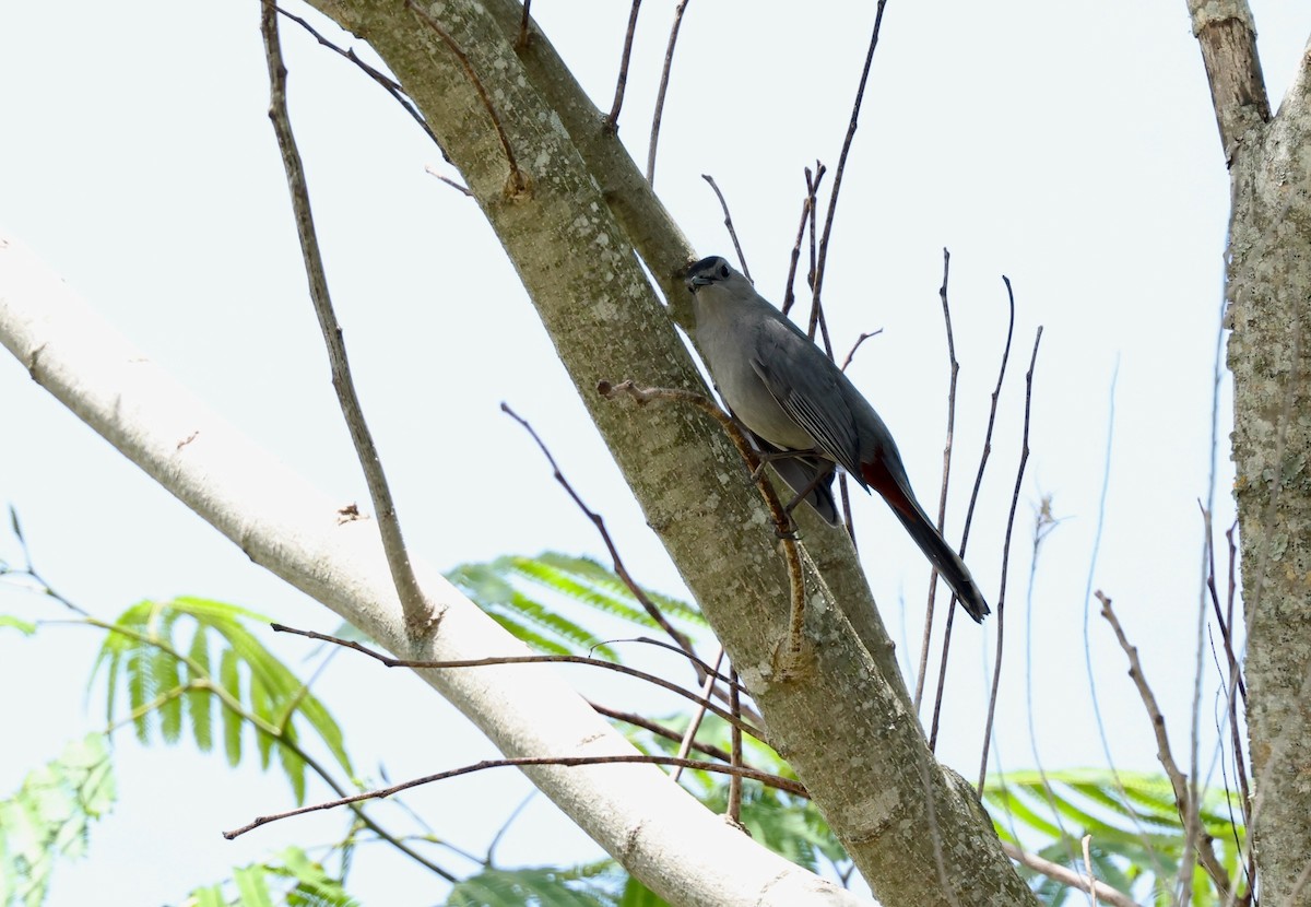 Gray Catbird - Grace Simms  🐦‍⬛