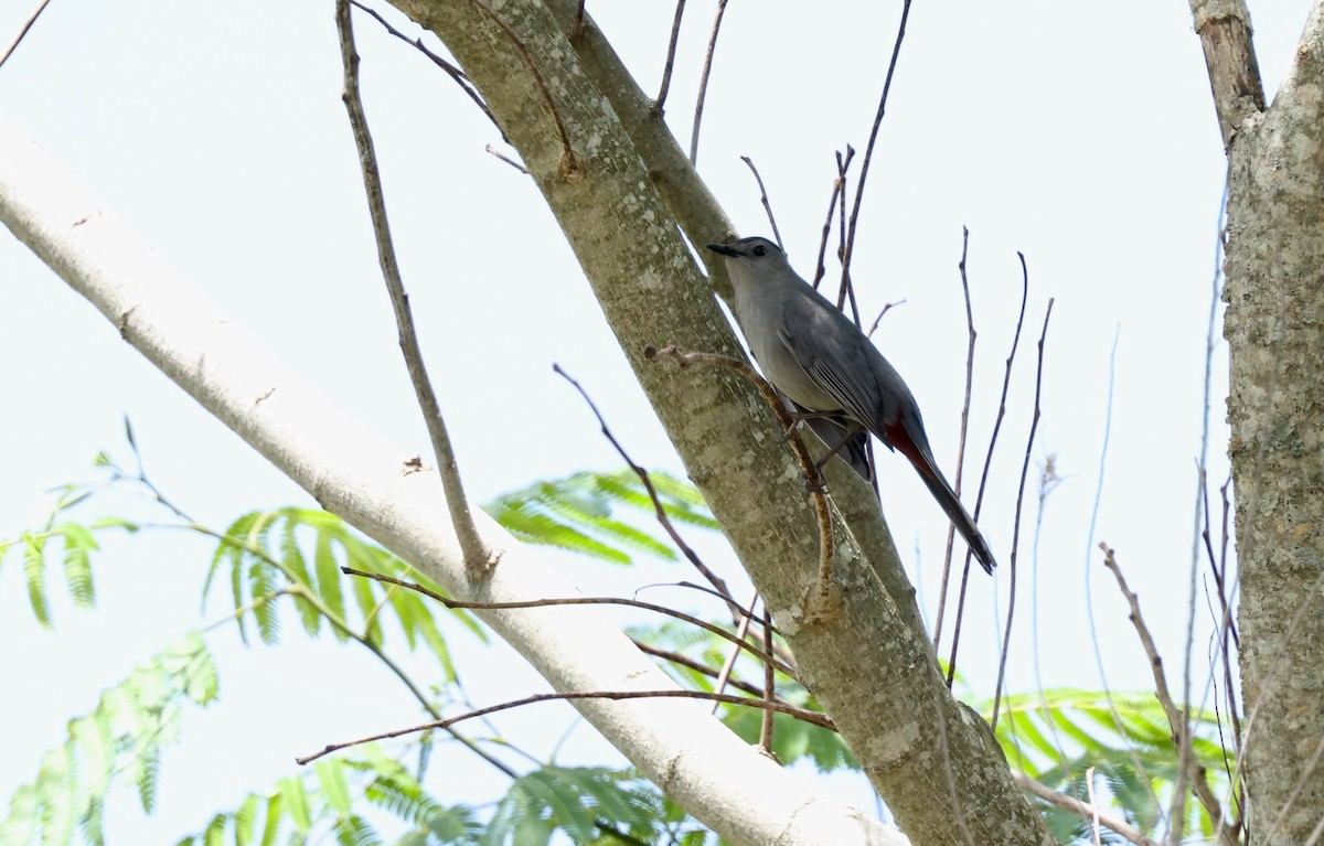 Gray Catbird - Grace Simms  🐦‍⬛