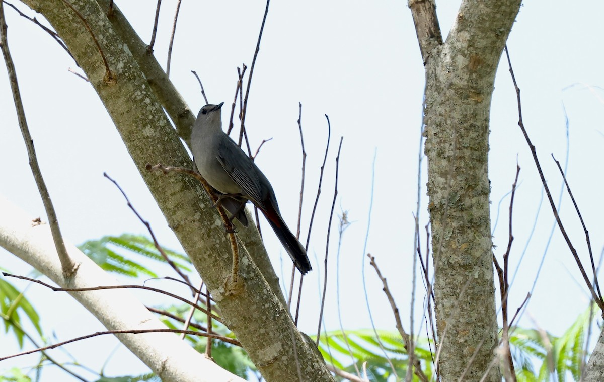 Gray Catbird - Grace Simms  🐦‍⬛