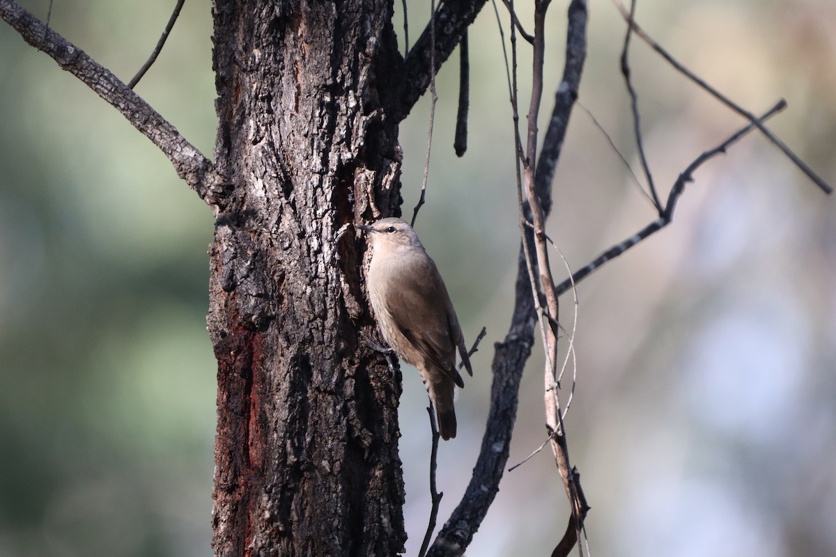 Brown Treecreeper - Alex Bonner