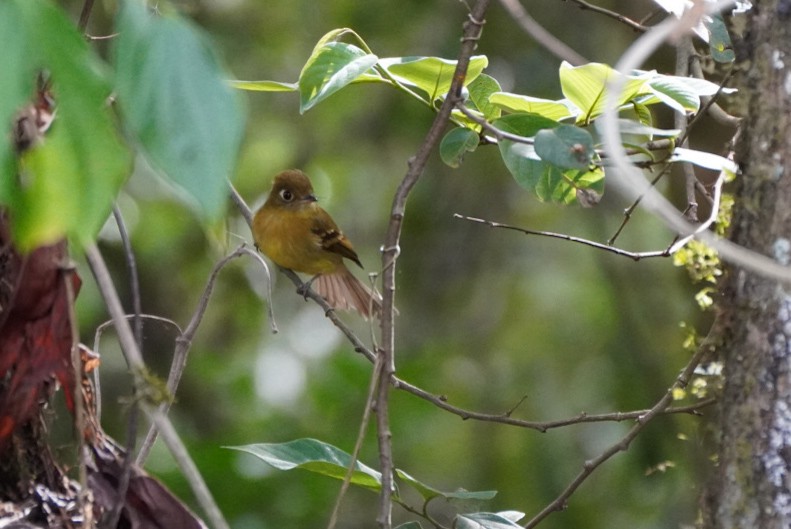 Yellowish Flycatcher - Teylor Redondo