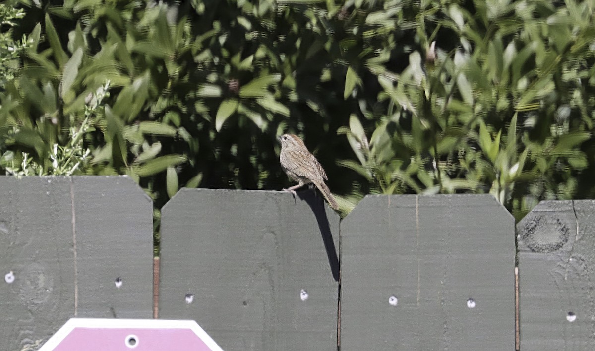 Rufous-crowned Sparrow - Douglas Hall